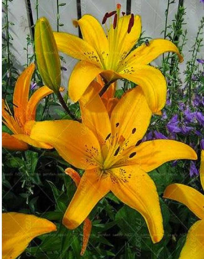 VibeX LILIUM FLOWER BULBS, LILY Seed Price in India Buy VibeX LILIUM