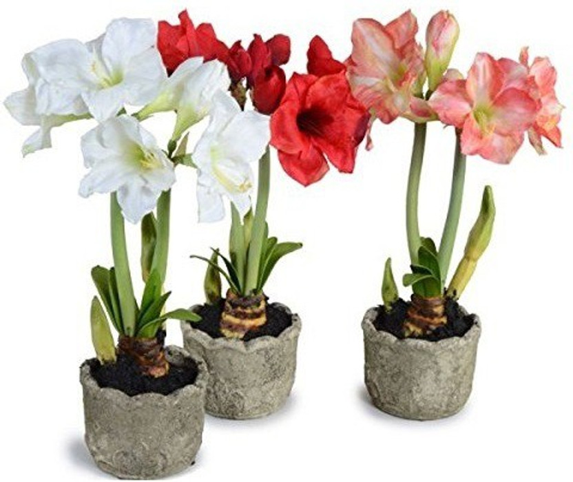 prev Lily Seed(5 per packet)