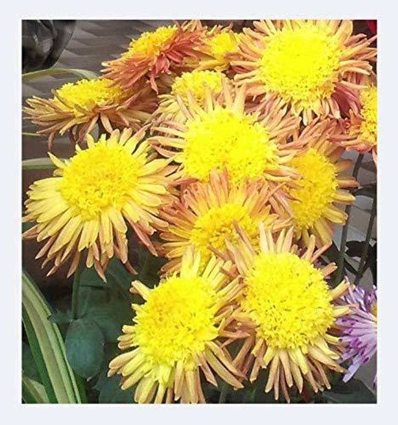 VibeX ™ ICAR927Guldaudi, Chrysanthemum Seed Price in India Buy