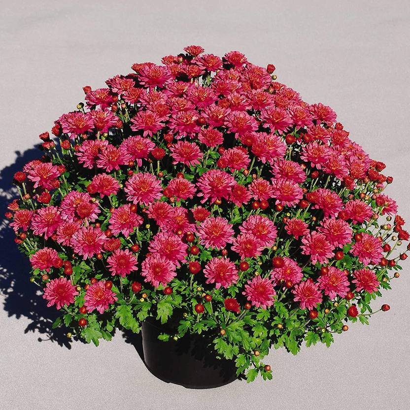 VibeX Chrysanthemum Seed Price in India Buy VibeX Chrysanthemum Seed