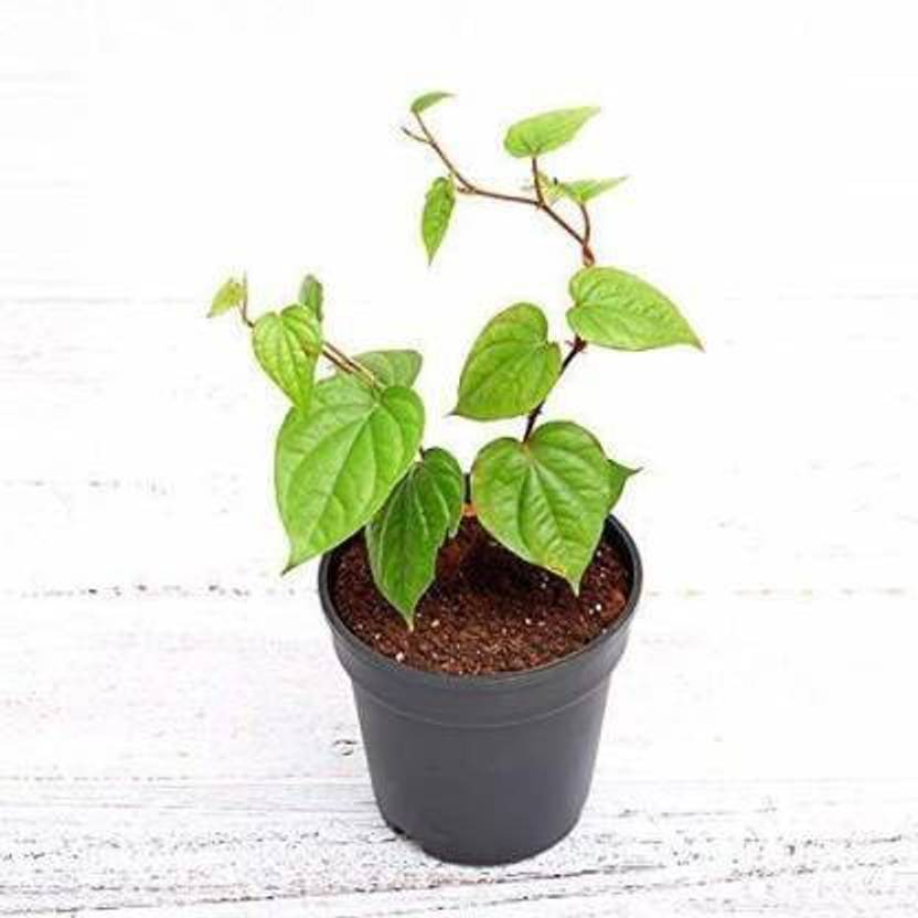 ujjaiseeds Betel Leaf Plant Price in India Buy ujjaiseeds Betel Leaf Plant online at