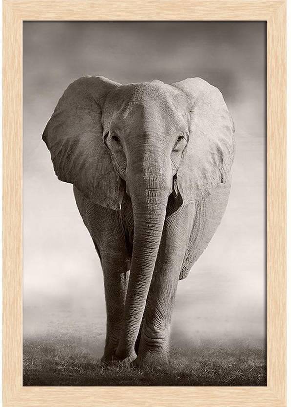African elephant essay picture