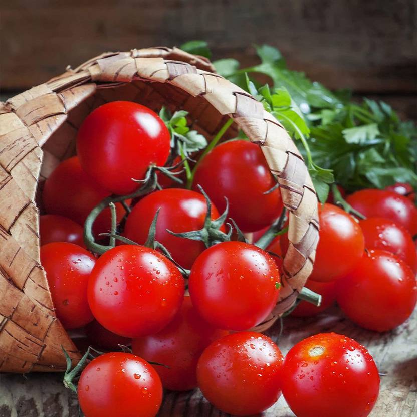 DIOART HT-551-™'Fourth of July' Hybrid  Red Slicing Tomato Seed Price in India - Buy DIOART HT 