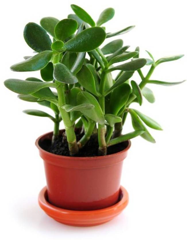 WG Wood Gibbs Jade Plant Price in India Buy WG Wood