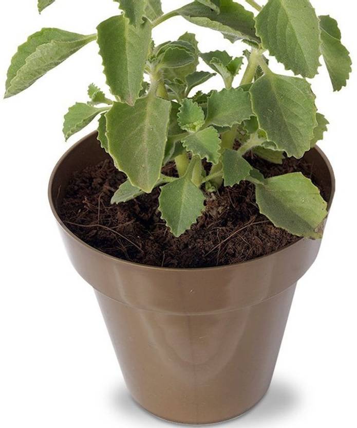 OJOREY Ajwain Plant Price in India Buy OJOREY Ajwain Plant online at