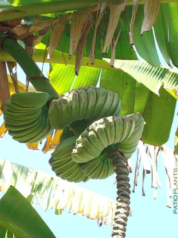 HarvestVale Banana Plant(Hybrid, Pack of 1)