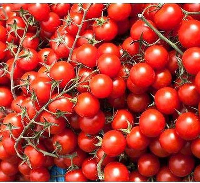 YOUNG STAR FARMER CHOICE 100 GERMINATION 100 F1 HYBRID CHERRY TAMOTO SEED, POTENT LARGE DENSITY