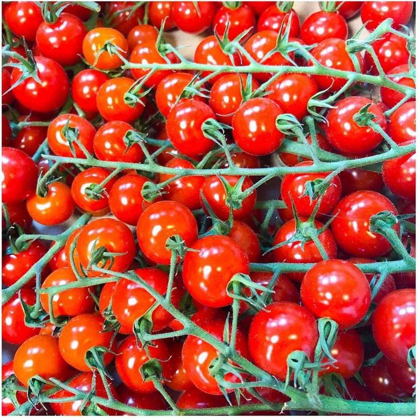 YOUNG STAR FARMER CHOICE 100 GERMINATION 100 F1 HYBRID CHERRY TAMOTO SEED, POTENT LARGE DENSITY