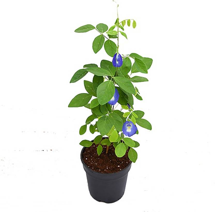 Bee Green Aparajita/ Butterfly Pea Plant Price in India Buy Bee Green