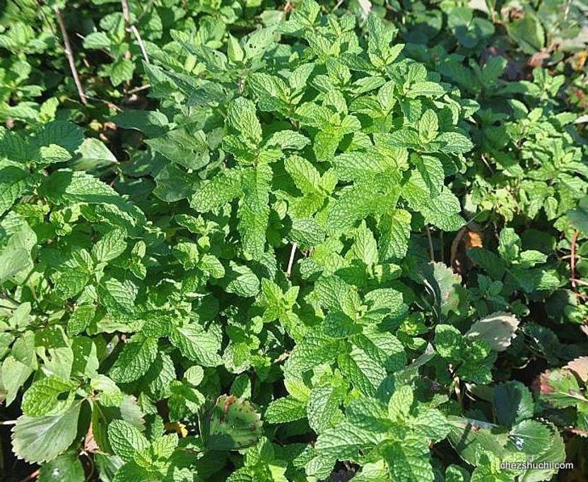 Paudha Pudina Mint plant Seed Price in India Buy Paudha