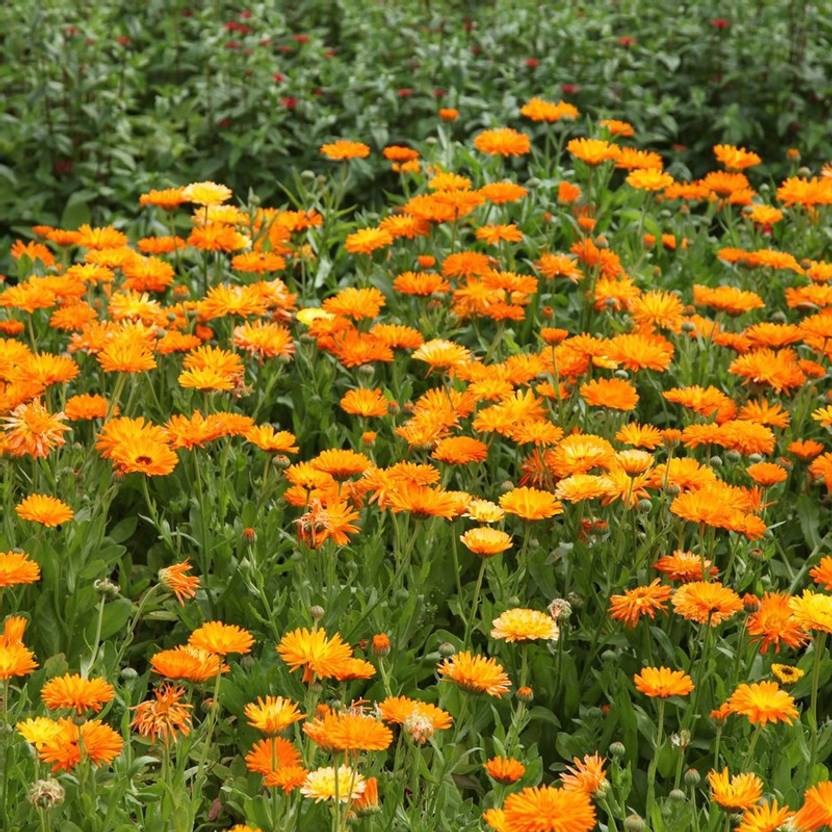 Plants Point Marigold Plant Price in India Buy Plants