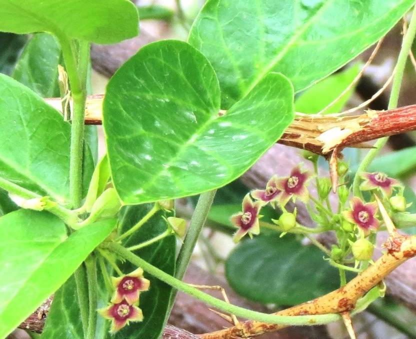 Indiana Herbalife Indian Ipecac Plant Price in India Buy Indiana