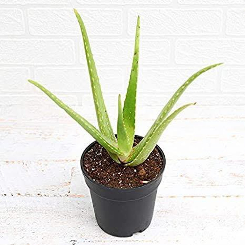 Vijay Sales Aloe Vera Plant(Pack of 1)