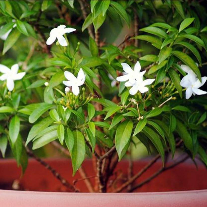 EaglesFord Night Bloom Jasmine Plant Price in India Buy EaglesFord