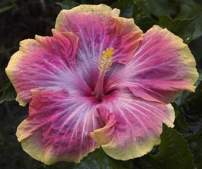 MorningVale Hibiscus Plant Price in India Buy