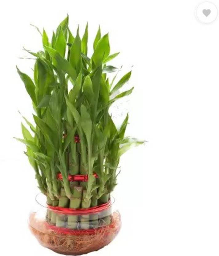 chunknblooms Two Layer Bamboo Plant(Pack of 1)