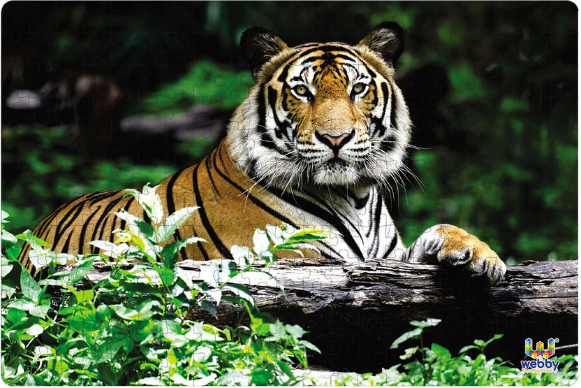 Webby Indian Bengal Tiger Jigsaw Puzzle, 252 pieces(252 Pieces)
