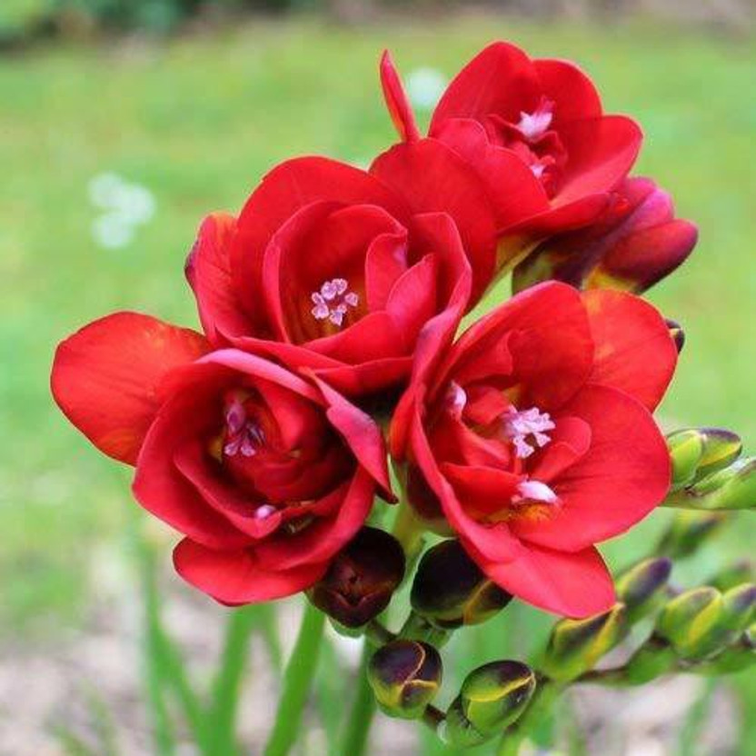 Vinayak Vinayak Pesticides Imported Double Freesia Flower Bulbs for Planting (2 PCS) Seed(2 per packet) - Flipkart Deal