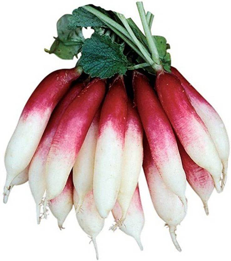 Sjeme Radish Fire and ice radish seed Seed Price in India Buy Sjeme