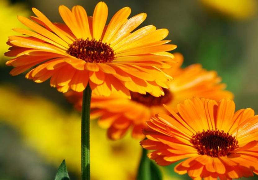PLANTZON Calendula Hybrid Flower Seed Price in India Buy PLANTZON