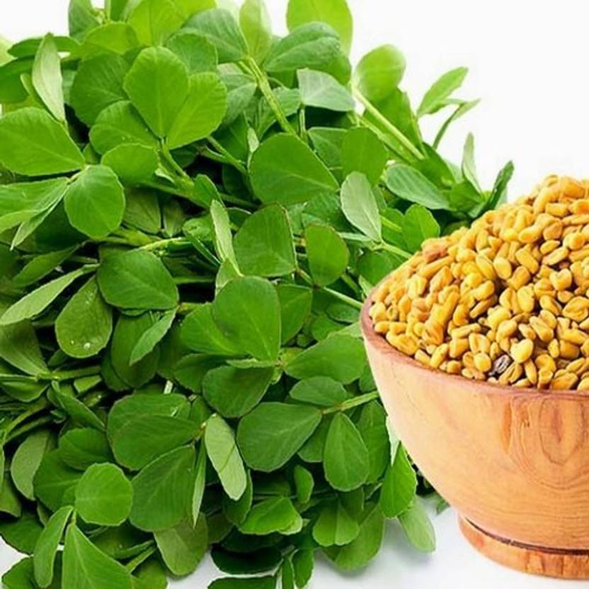 modernseed Methi/Fenugreek Seed Price in India Buy modernseed Methi