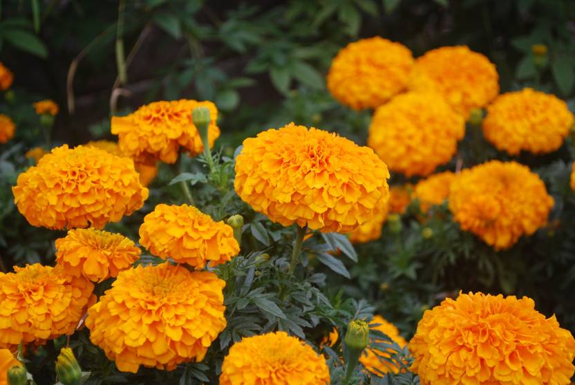 Paudha Marigold Inca Orange Seed Price in India - Buy Paudha Marigold ...