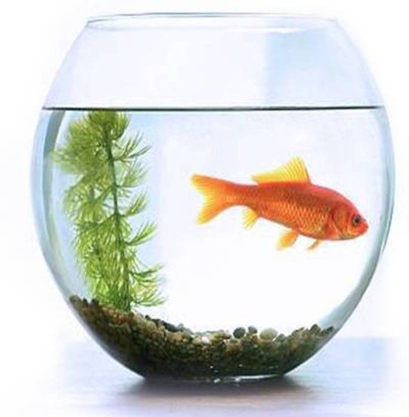SAVORADE 5 L Fish Bowl Price in India Buy SAVORADE 5 L Fish Bowl online at