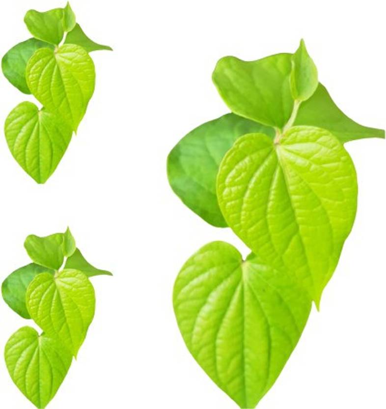 live with alive Betel Leaf Plant Price in India Buy live with alive