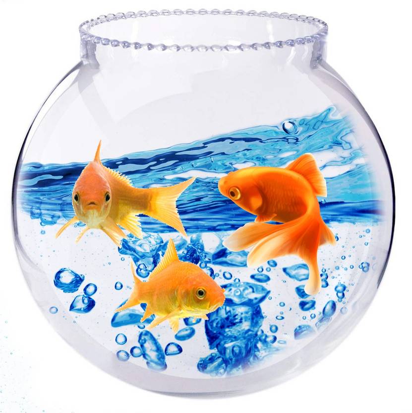 Vijyas 4 L Fish Bowl Price in India Buy Vijyas 4 L Fish Bowl online
