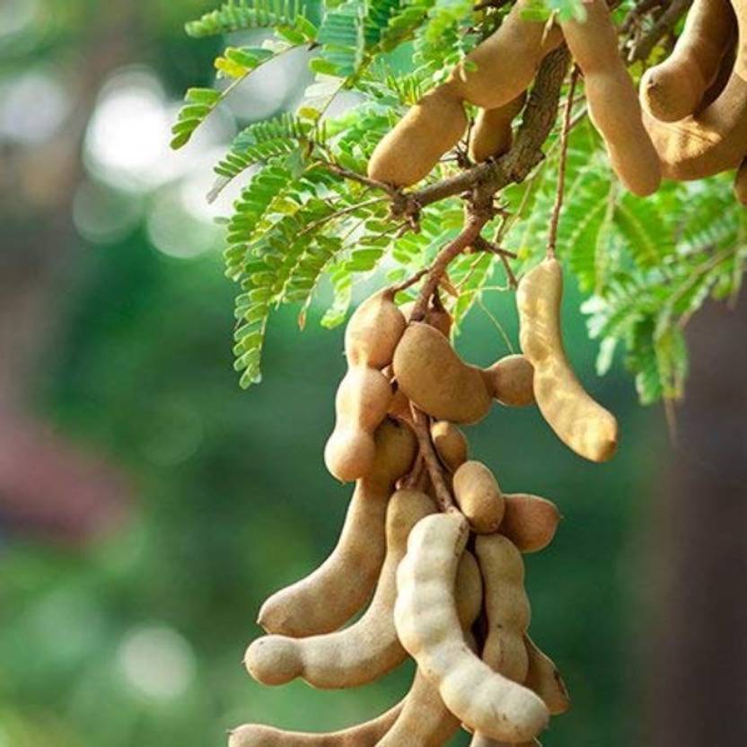 SHOP 360 GARDEN Tamarindus indica, Tamarind, Imli, Hunase, Puliyamaram