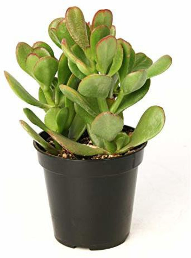 KUMUBON Crasulla Ovata Plant(Hybrid, Pack of 1)