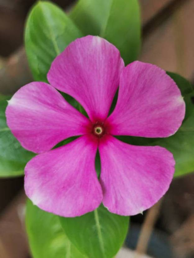 OMOM Vinca Seed Price in India - Buy OMOM Vinca Seed online at Flipkart.com