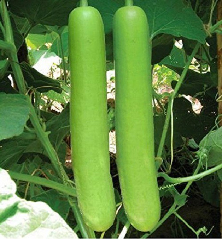 U-GROW U-GROW INDIA F1 Hybrid Shailly Bottle Gourd (10 Gram) Seed(100 per packet) - Flipkart Deal