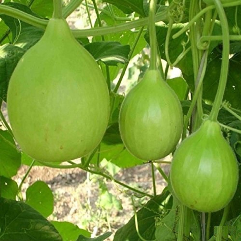 ishika Round Bottle Gourd Seed(20 per packet)