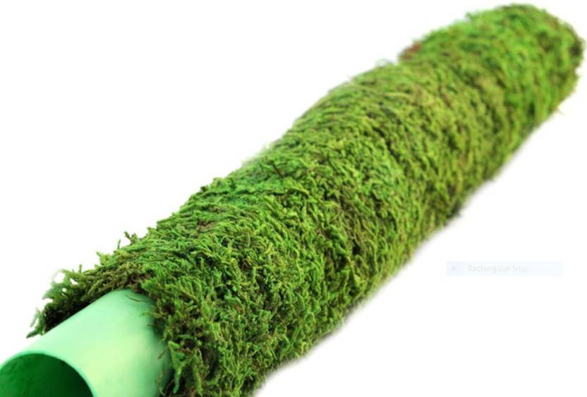 green paradise Moss Stick for Climbing House Plants 2ft Plant