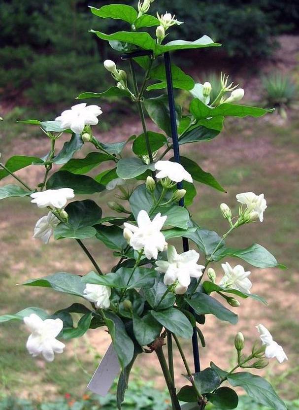 Vamsha Nature Care Jasmine Plant Price in India Buy Vamsha Nature