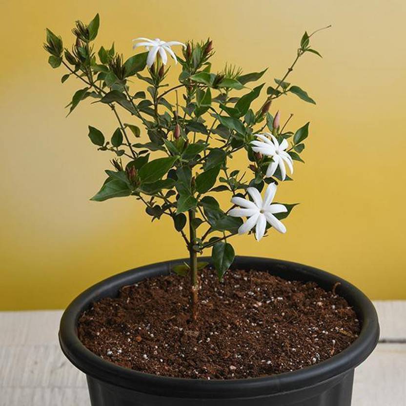 JR GLOBLE Jasmine Plant Price in India Buy JR GLOBLE Jasmine Plant