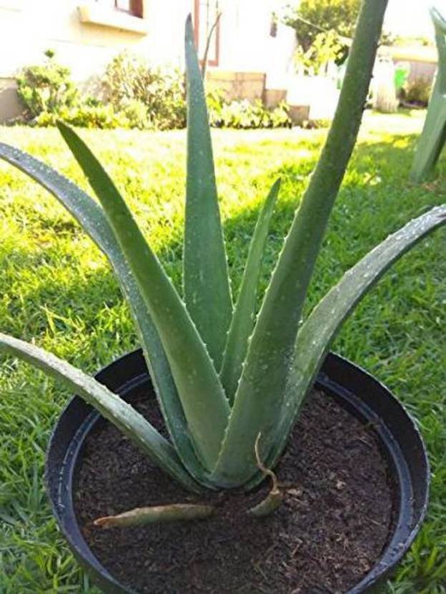 SJ STOCKS Aloe Vera Plant Price in India Buy SJ STOCKS