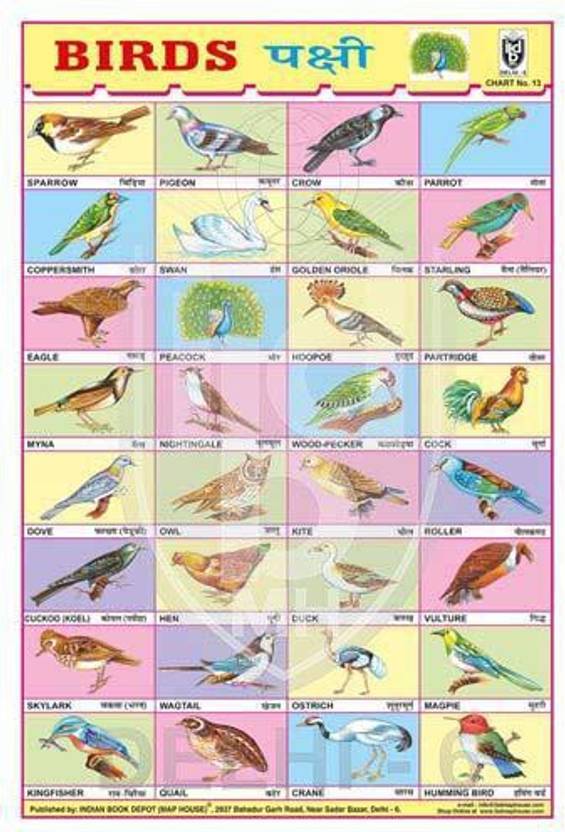 Birds Chart For Kids Hd 
