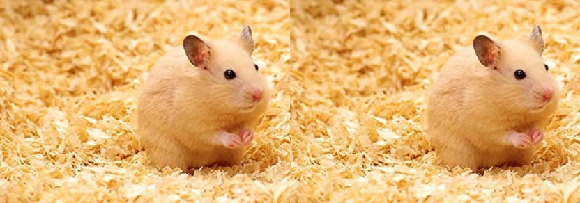 Western Western Era Wood Shaving Bedding for Hamster, Mice, Gerbil, Rabbit and Guinea Pig (100 g) Pet Litter Tray Refill - Flipkart Deal