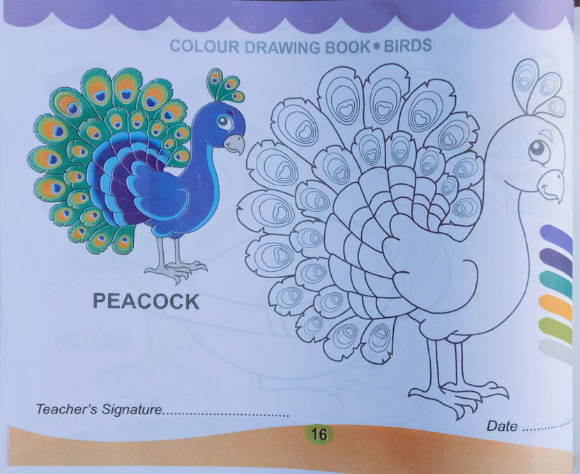 Peacock Colour Drawing Book Bird For Beginner(Paperback, Editorial Team)