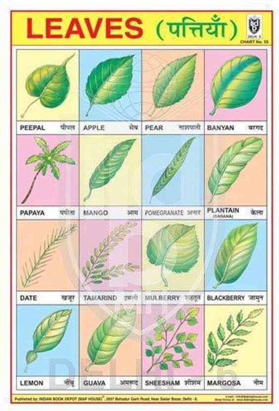 LEAVES CHART [Wall Chart] INDIAN BOOK DEPOT (MAP HOUSE) Paper Print ...