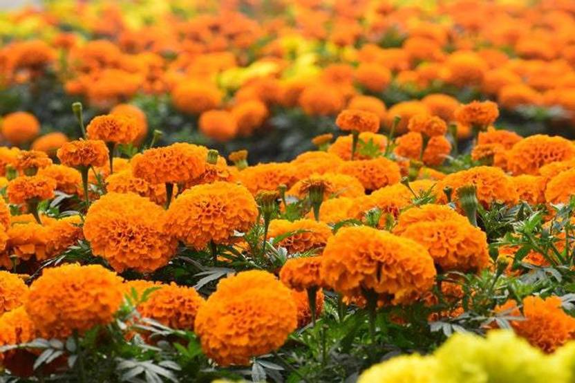 Paudha Marigold Gendaphool Mix Seed Price in India Buy Paudha