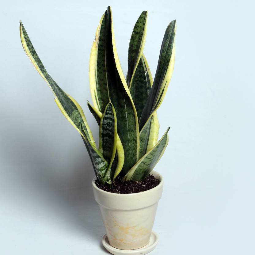 Nurturing Green Snake Plant Price in India Buy Nurturing