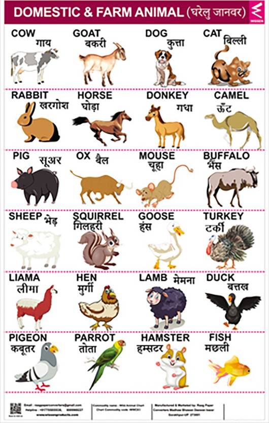 Domestic Animals Chart For Kids With Pictures Learnin - vrogue.co