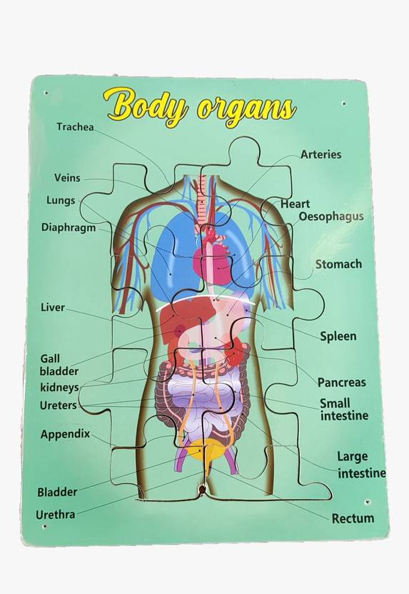DawnRays Wooden Digestive System Body Organs of Human Anatomy Wooden ...