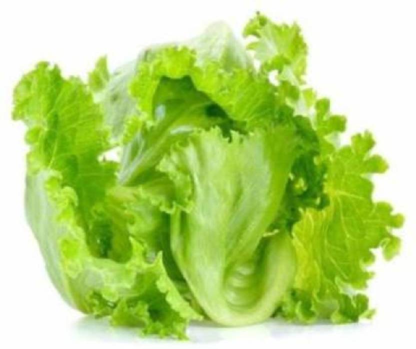 GROUNDOXY LETTUCE (SALAD PATTA) L22 SEED GOOD HYBRID SEED FOR YOUR HOME
