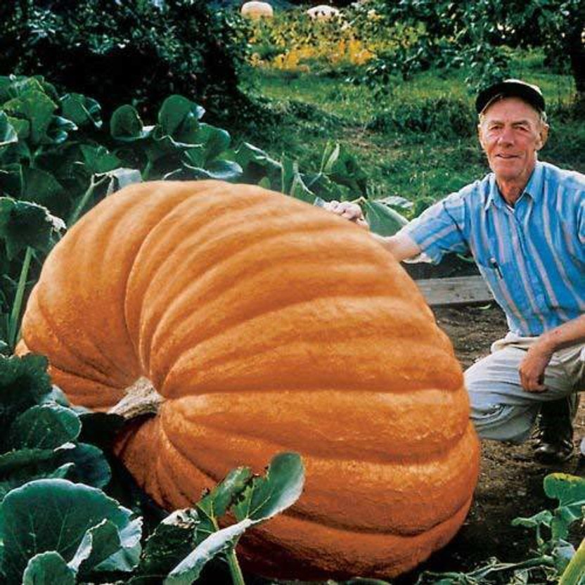FRESHO ® Atlantic Giant Ukraine Heirloom Vegetable Pumpkin Seeds Seed(5 per packet)