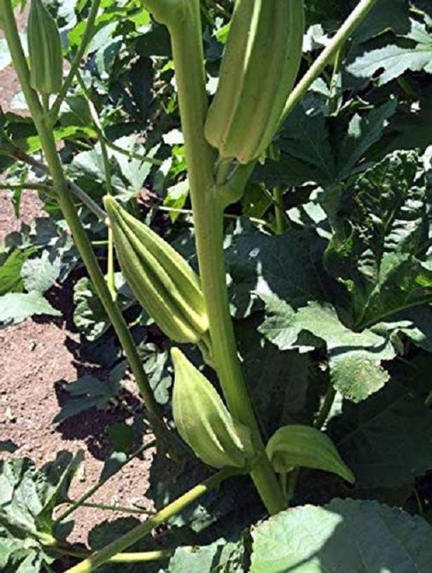 WILLVINE ™Okra seeds STAR OF ID OKRA (Heirloom) F1 Hybrid variety Seed