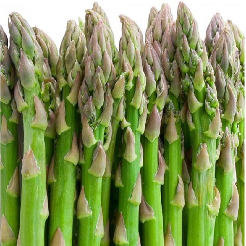 Sjeme Organic Asparagus seed Seed Price in India Buy Sjeme Organic